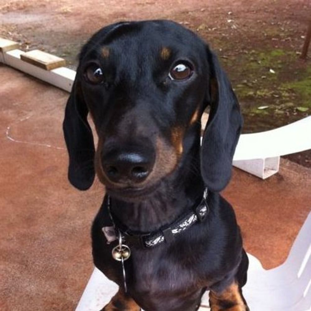 Meet your Posher, Barley